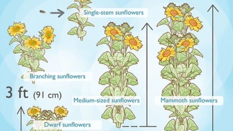 How to Plant & Care for Sunflowers in Containers