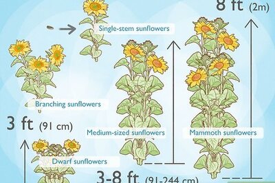 How to Plant & Care for Sunflowers in Containers