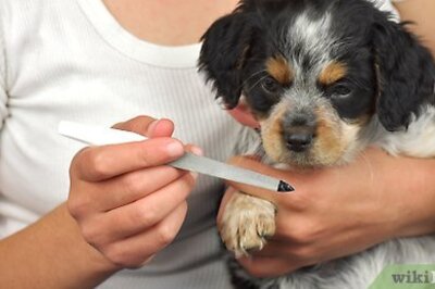How to File Puppy Nails