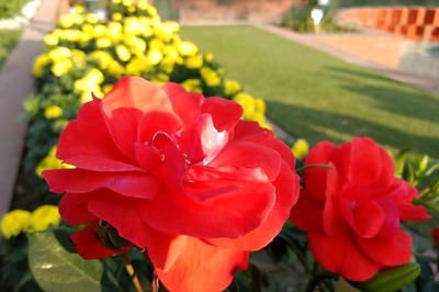 'Royal' Roses, Jammu Tulips and Air-Purifying Plants: Mughal Gardens to Open from Tomorrow