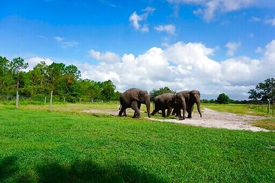 Former Circus Elephants Begin To Arrive At Florida Sanctuary