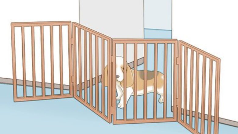 How to Raise a Basset Hound