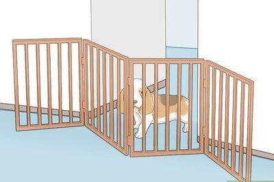 How to Raise a Basset Hound
