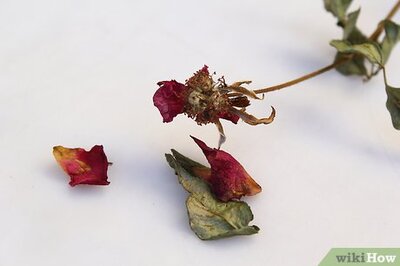 How to Make Itching Powder