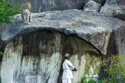 Leopards And Humans Can Co-Exist Peacefully, And We Have A Pic Too