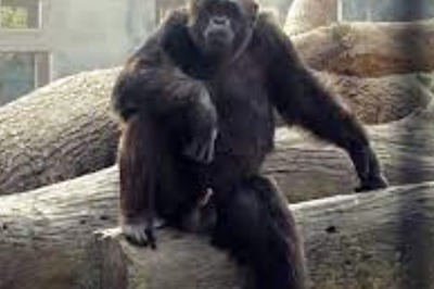 'Babu' the Chimpanzee's 34th Birthday Becomes Grand Occasion at Kolkata's Alipore Zoo