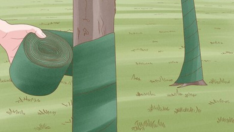 How to Prepare Newly Planted Trees for Winter