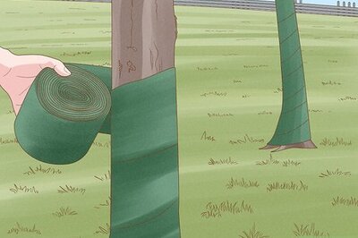 How to Prepare Newly Planted Trees for Winter