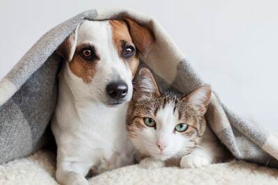 Woman Leaves Rs 23 Crore Fortune For Her Cats And Dogs