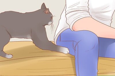 How to Handle a Cat That Suddenly Attacks You