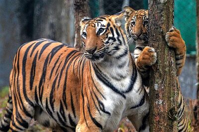 India’s Tiger Population Estimate at 3,682 After Detailed Count; 35% Reserves for Big Cat Need Urgent Protection
