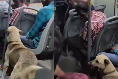 Peak Bengaluru Moment: Stray Dog Travelling With Humans In Bus Scream 'Paw'dorable