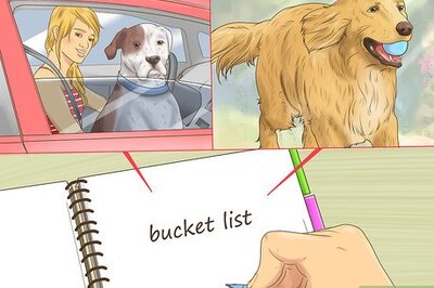 How to Make Your Dog's Final Days Special