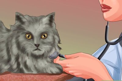 How to Give Cats Nutritional Supplements