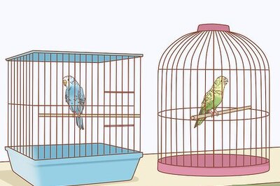 How to Treat Diarrhea in Parakeets