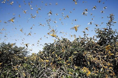 Locust Attacks Posing Serious Threat to Food Security in Parts of East Africa, India: UN Agency