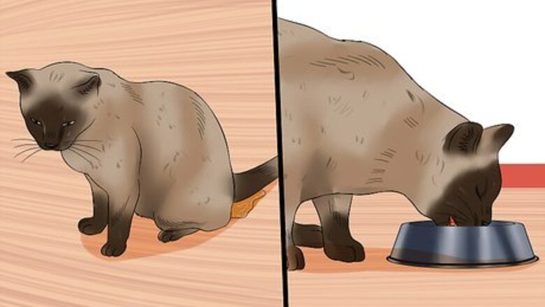 How to Care for Burmese Cats