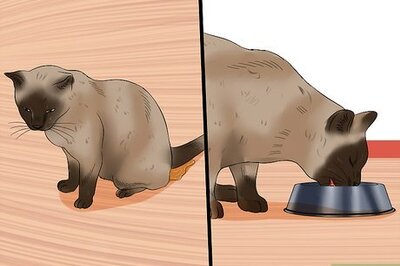 How to Care for Burmese Cats
