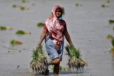Opinion | From Crop Failure to Food Security: How Climate Change Affects Farmers and Communities