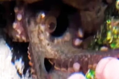 Oklahoma Family Struggles To Manage Pet Octopus' Unexpected Hatchlings