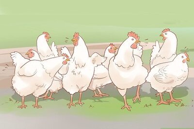 How to Help a Pecked Chicken with a Wound