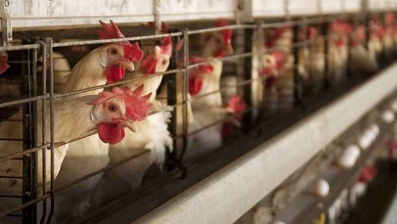EU Citizen Begins Plea Against Caged Animal Farming. Panel Takes Note, Wants 27 Govts to Make Rules