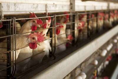 EU Citizen Begins Plea Against Caged Animal Farming. Panel Takes Note, Wants 27 Govts to Make Rules