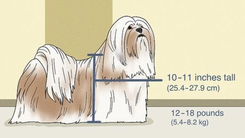 How to Identify a Lhasa Apso
