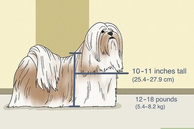 How to Identify a Lhasa Apso