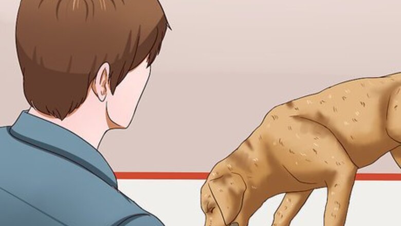 How to Treat Lungworms in Dogs