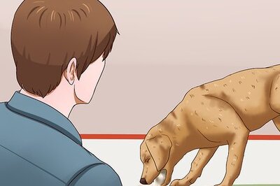 How to Treat Lungworms in Dogs