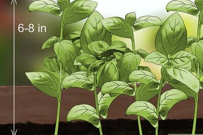 How to Harvest Basil