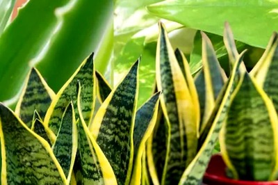 3 Low-maintenance Indoor Plants Suitable For Your Home