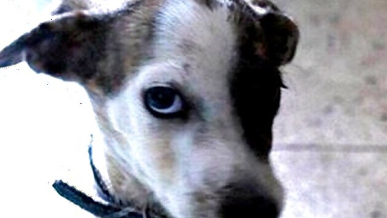 French court summons dogs as witnesses in a murder trial