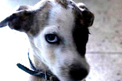 French court summons dogs as witnesses in a murder trial