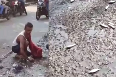 Watch: Mass Looting Of Fish In Bihar’s Katihar After Van Loses Control In Accident