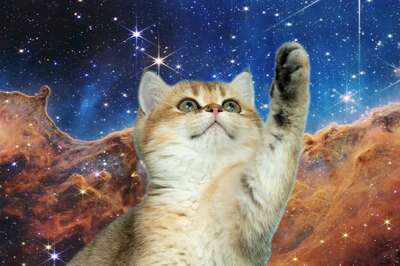 NASA Beams 'Ultra-HD' Cat Video From Deep Space; Same Tech To Aid Manned Missions On Mars