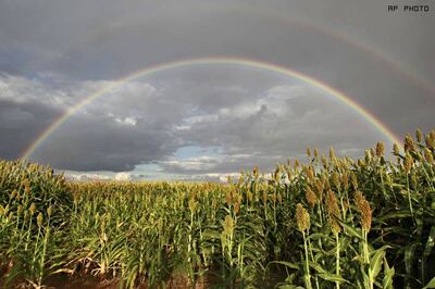 China develops drought-resistant grass seeds