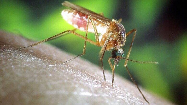 Recovering from Dengue? Eat These Food Items to Help Your Health