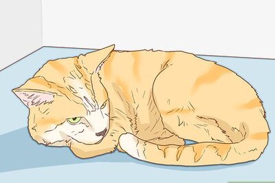 How to Help a Deaf Cat