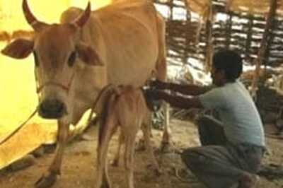 Cow as National Animal? Tirupati makes bovine connect