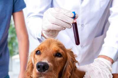 Do You Know Your Pet's Blood Type? Here's Why It is Important