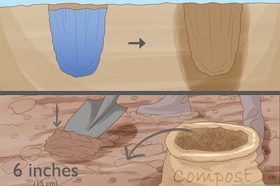 How to Grow Pandorea