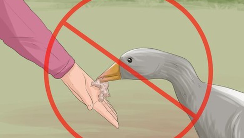 How to Get Rid of Geese