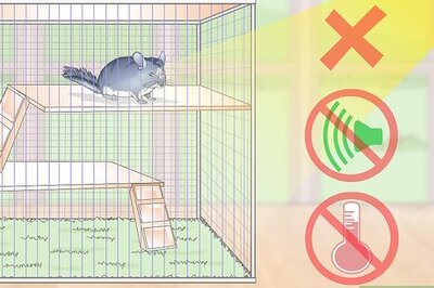 How to Prevent Chinchillas from Developing Hairballs