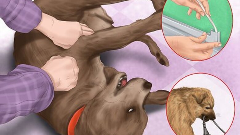 How to Make Your House a Better Place for Animals