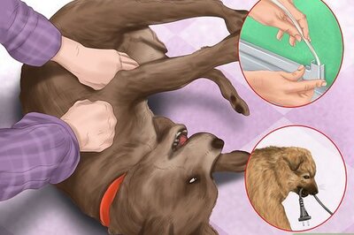 How to Make Your House a Better Place for Animals