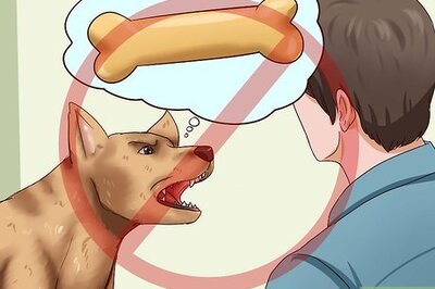 How to Get Dogs to Stop Barking