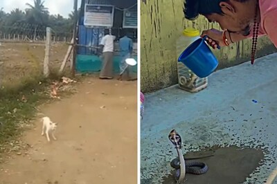 ‘Drunk’ Cat To Man Bathing Cobra: Animal Videos That Ruled Social Media In 2023