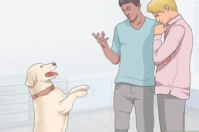 How to Encourage Senior Dog Adoption